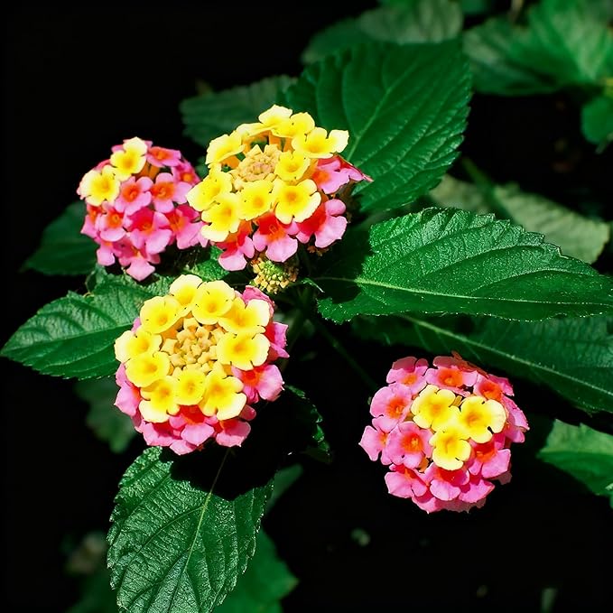 300+ Lantana Flower Seeds for Planting, Mixed Color Lantana Flower Seeds to Plant, Beautiful Lantana Flower Seed for Garden Yard Potted Decoration