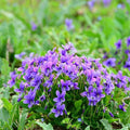 Mix Violet Flower Seeds, 1000pcs Perennial Sweet Viola Seeds Plants, Non-GMO Heirloom Rare Beauty Home Garden Blooming Flowers Plants for Outdoors Indoors