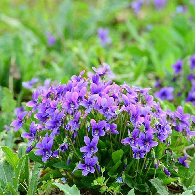 Mix Violet Flower Seeds, 1000pcs Perennial Sweet Viola Seeds Plants, Non-GMO Heirloom Rare Beauty Home Garden Blooming Flowers Plants for Outdoors Indoors