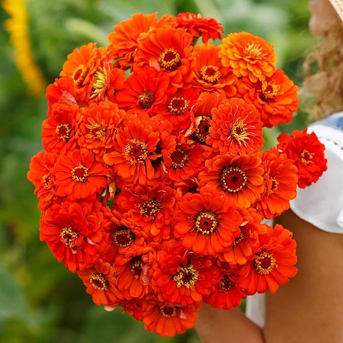 Eden Brothers Zinnia Seeds - Orange King, Non-GMO Seeds for Planting, 1/4 lb | Low-Maintenance Flower Seeds, Plant During Spring, Zones 3, 4, 5, 6, 7, 8, 9, 10