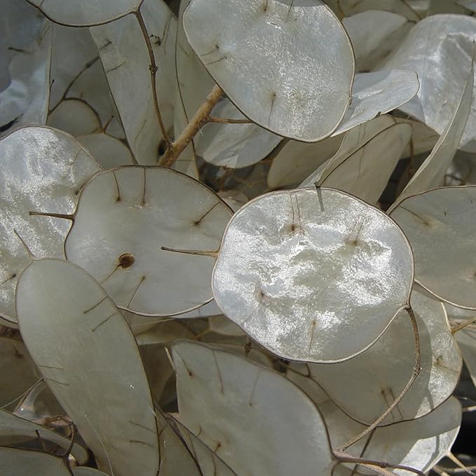 Burpee Money Plant Seeds (Lunaria) - Ornamental Silver Dollar Pods