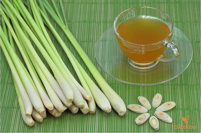 Seeds4planting - Seeds Lemongrass Cymbopogon Non GMO Heirloom