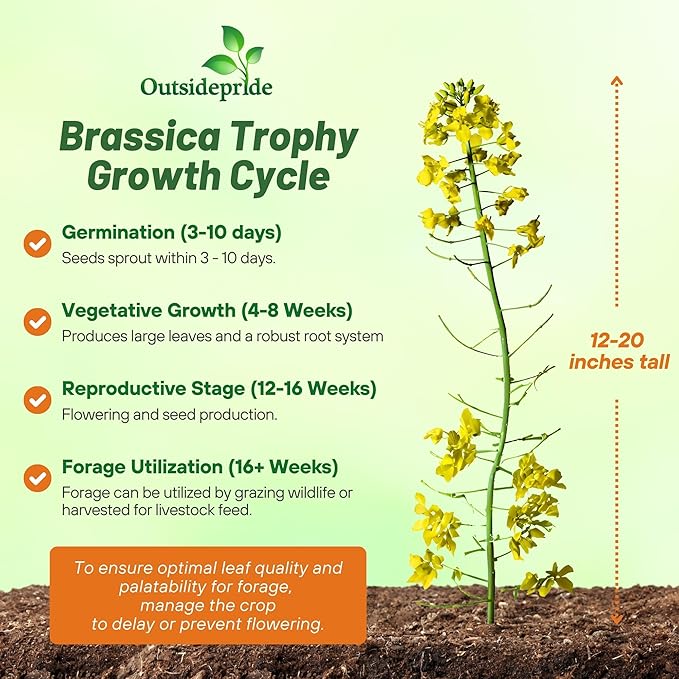 Outsidepride Trophy Forage Rape Seed - 10 Lbs Heat, Cold & Drought-Tolerant Brassica Food Plot Seed, Ideal for for Deer & Livestock Grazing, Fall Planting, Soil Improvement, & Erosion Control