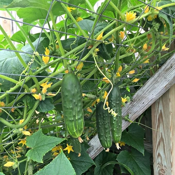 SeedsUP - 40+ Seeds Cucumber Bush Champion for Small-Space - Vegetable Green