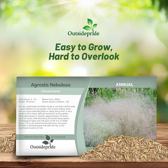 Outsidepride Agrostis Nebulosus Cloud Grass Seeds - 10000 Pcs Annual Versatile & Adaptable Ornamental Grass with Airy White Seed-Heads for Low Maintenance Xeriscaping & Borders