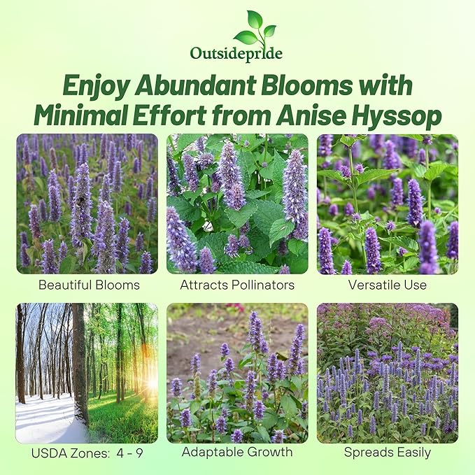 Outsidepride Blue Spike Anise Hyssop Seeds for Planting - 1000 Pcs Perennial Herb Garden Seeds with Fragrant Blooms Attractive to Pollinators, for Small Gardens, Containers, & Xeriscaping