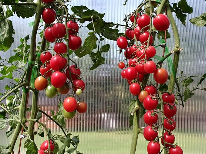 Seeds Cherry Tomato Sugar Lump Gardener's Delight Heirloom Vegetable for Planting Non GMO
