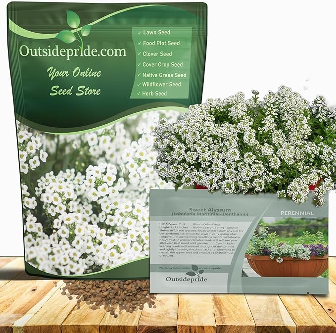 Outsidepride Perennial Sweet Alyssum Seeds - 1 lb. White Lobularia Maritima Seeds for Ground Cover, Pollinator-Friendly Gardens, Drought-Tolerant Landscaping, Easy-to-Grow in USDA Zones 7-9