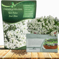 Outsidepride Perennial Sweet Alyssum Seeds - 1/4 lb. White Lobularia Maritima Seeds for Ground Cover, Pollinator-Friendly Gardens, Drought-Tolerant Landscaping, Easy-to-Grow in USDA Zones 7-9