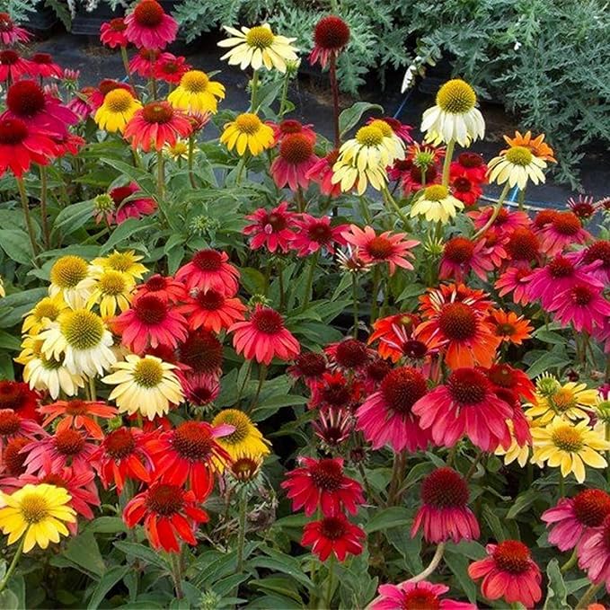 800 Mixed Coneflower Seeds - Echinacea Flower Perennial Chrysanthemum Bloom Flowers Rare Plant Flower Seed Coneflower Seeds