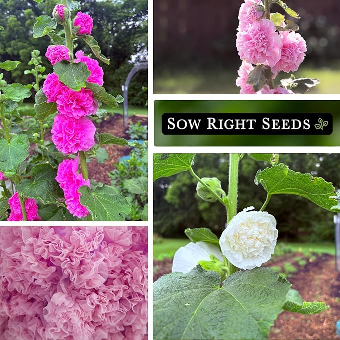 Sow Right Seeds - Double Flower Mixed Hollyhock Seeds for Planting - Non-GMO Heirloom Packet with Instructions to Plant an Outdoor Cottage Garden - Tall Ruffled Mix of Pink, Yellow, Red & White (2)