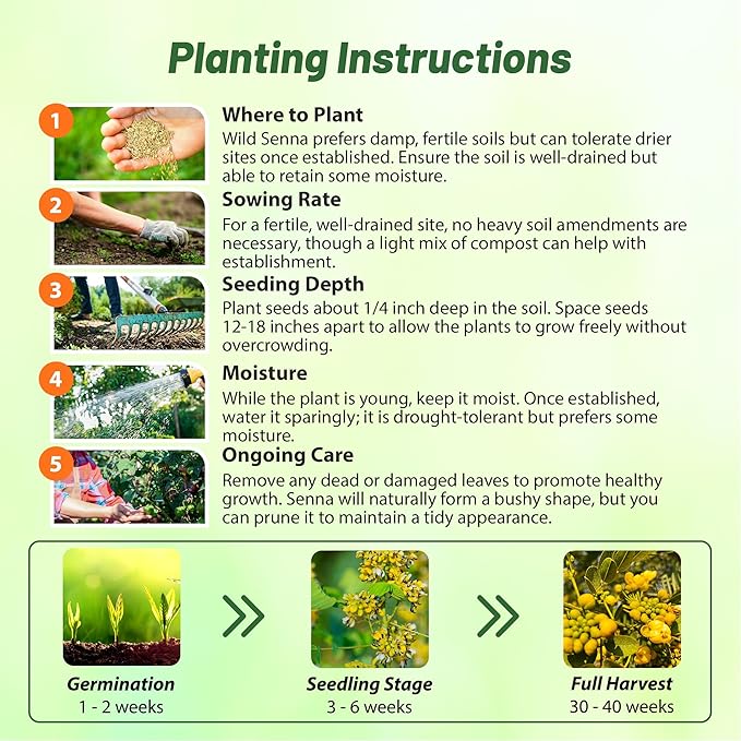 Outsidepride Wild Senna Seeds - 200 Pcs. Perennial, Low Maintenance & Pollinator Friendly, Herb Seeds for Planting Tall, Vibrant Yellow Blooms for Garden Beds, Borders & Wildflower Meadows