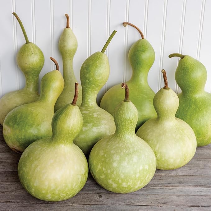 Burpee Large Bottle Gourd Seeds - Ornamental & Craft Gourd