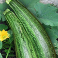 Caserta Zucchini Seeds - 5 LB Bulk ~18,000 Seeds - Non-GMO, Heirloom, Open Pollinated - Vegetable Gardening Squash Seed - Summer Squash