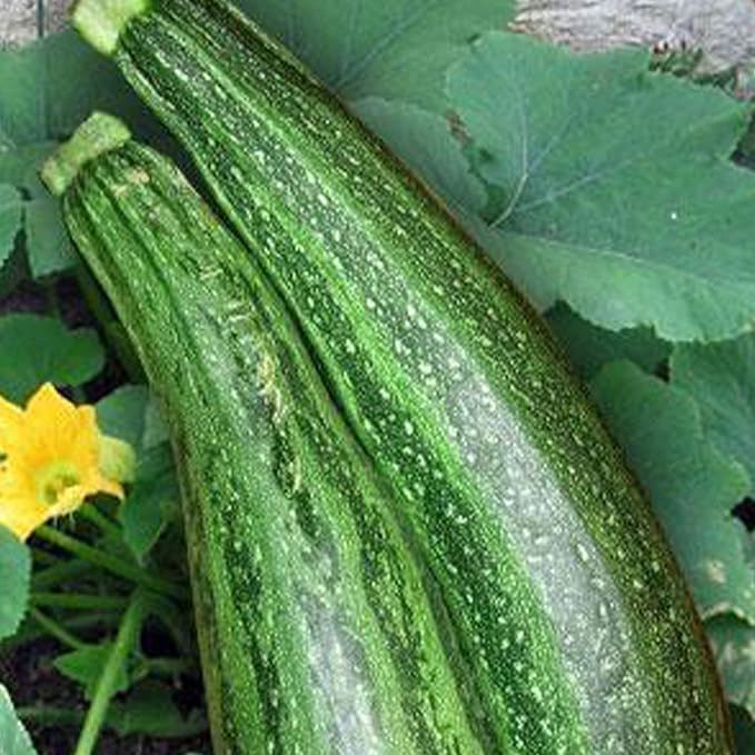 Caserta Zucchini Seeds - 5 LB Bulk ~18,000 Seeds - Non-GMO, Heirloom, Open Pollinated - Vegetable Gardening Squash Seed - Summer Squash