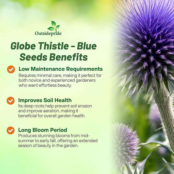 Outsidepride Blue Globe Thistle Seeds - 500 Pcs Perennial, Drought Tolerant & Self-Seeding, Flower Seeds for Planting w/Thistle-Like Foliage & Vibrant Purple Blooms, Ideal for Xeriscaping Gardens