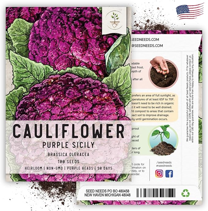 Seed Needs, Purple Sicily Cauliflower Seeds - 100 Heirloom Seeds for Planting Brassica oleracea botrytis - Non-GMO & Untreated for an Outdoor Garden (1 Pack)