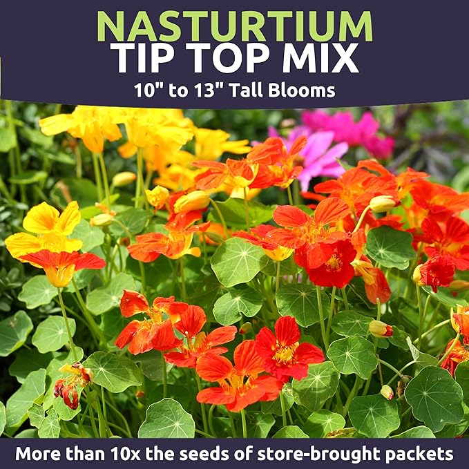 Nasturtium Tip Top Mix – Large 1 Ounce Packet – 200 Flower Seeds for Planting – Tropaeolum majus