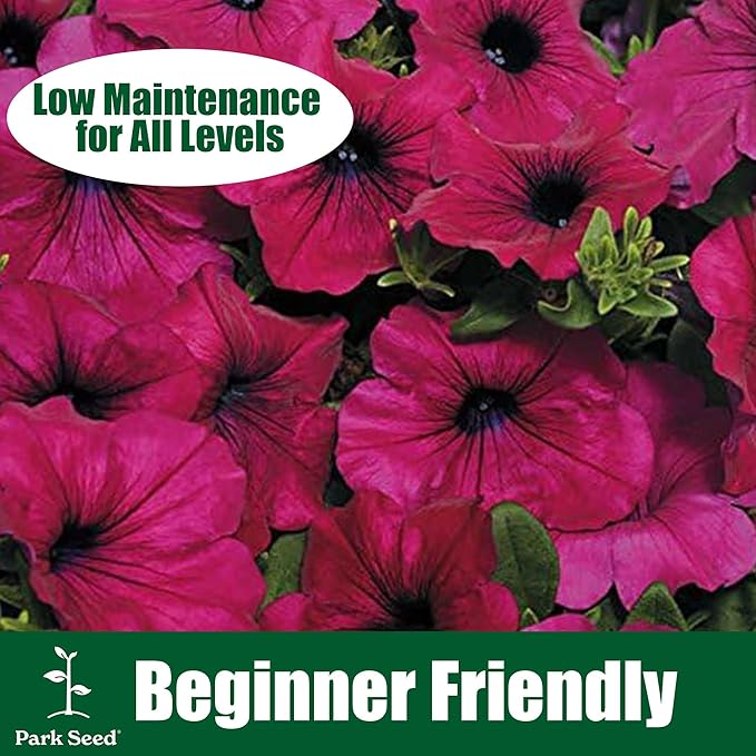 Park Seed Karkulka Petunia Seeds, Grandiflora Type with Ruffled Bicolor Dark Pink-Violet and White Blooms, Pest-Repelling, Easy to Grow for Borders and Containers, Pack of 10