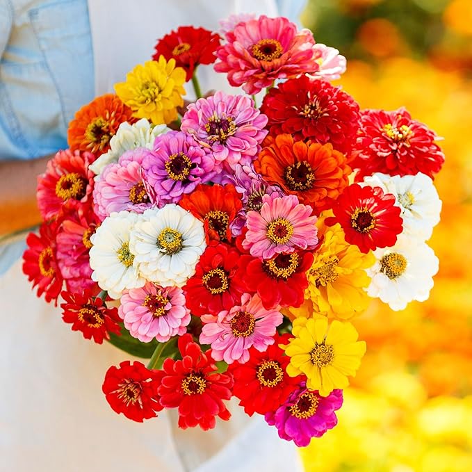 Eden Brothers Zinnia Seeds - California Giants Mix, Non-GMO Seeds for Planting, 1 oz | Low-Maintenance Flower Seeds, Plant During Spring, Zones 3, 4, 5, 6, 7, 8, 9, 10