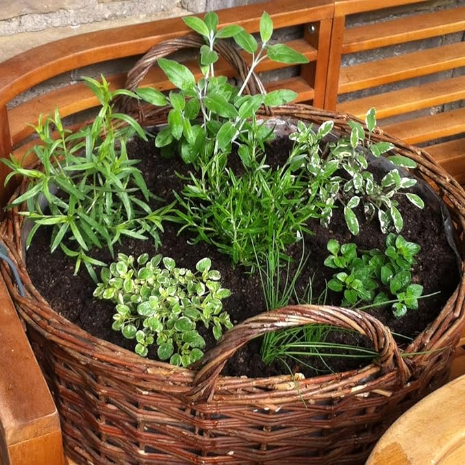 5 Assorted Herb Live Plants, Combo Herb Starter Plants, 4-8" Tall Mix Rosemary, Lemon Balm, Basil, Oregano and More Fragrant Herbs Varieties for Garden, Patio and Kitchen Growing, No Pot