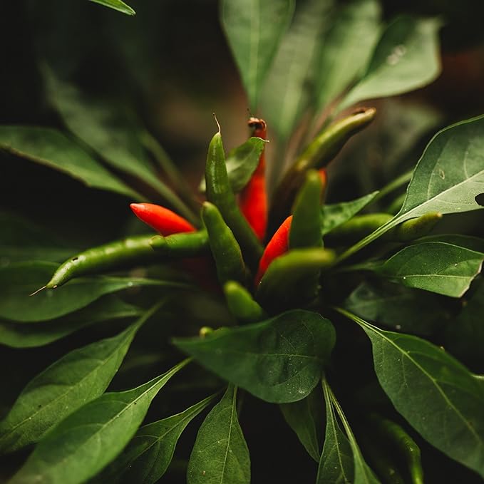 Santaka Pepper - 25 Seeds - Non-GMO, Heirloom Japanese Pepper, Produces Clusters of Tabasco Peppers, Heirloom Hot Pepper Seeds for Planting in The Home Garden, Thresh Seed Company
