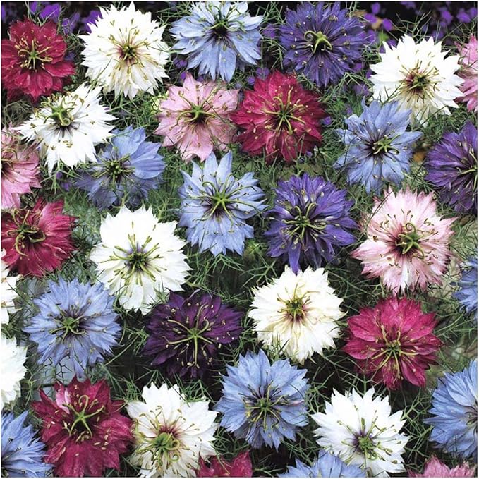 Seed Needs, Mixture of Love in A Mist Seeds - 300 Heirloom Seeds for Planting Nigella Jewels - Colorful Blooms to Attract Pollinators to a Butterfly Garden (1 Pack)