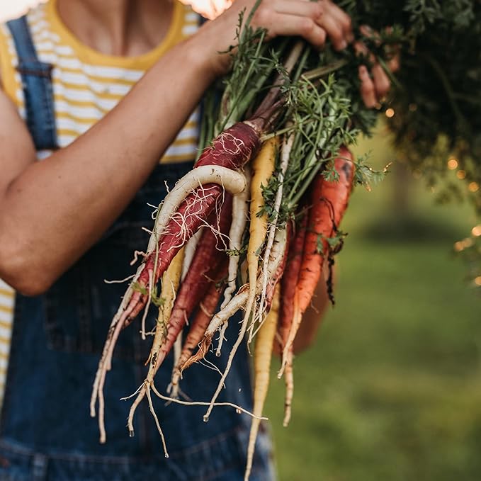 Rainbow Carrot Mix - 150 Seeds - Heirloom & Open-Pollinated Variety, Non-GMO Vegetable Seeds for Planting Indoors or Outdoors in Containers or The Home Garden, Thresh Seed Company