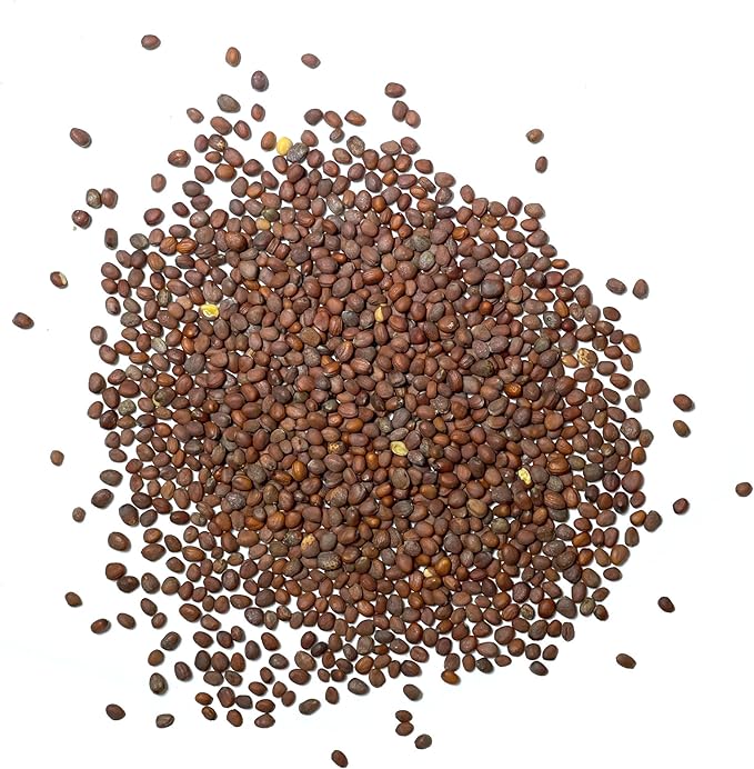 Seed Needs Radish Seeds for Planting Black Spanish Radishes - Non-GMO, Heirloom & Untreated - Grow a Home Grown Vegetable Garden - Cool Weather Crops (2 Packs)
