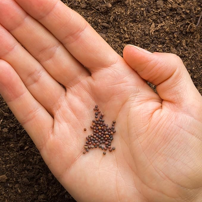 250 Red Acre Cabbage Seeds - Heirloom Non-GMO USA Grown Vegetable Seeds for Planting by RDR Seeds