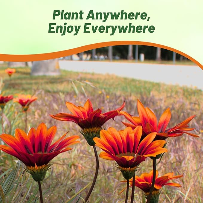 Outsidepride New Day Bronze Gazania Seeds for Planting – 25 Pcs Perennial, Low-Maintenance, Drought-Tolerant Ground Cover Seeds for Vibrant Summer & Fall Flowers, Great for Outdoor Gardens