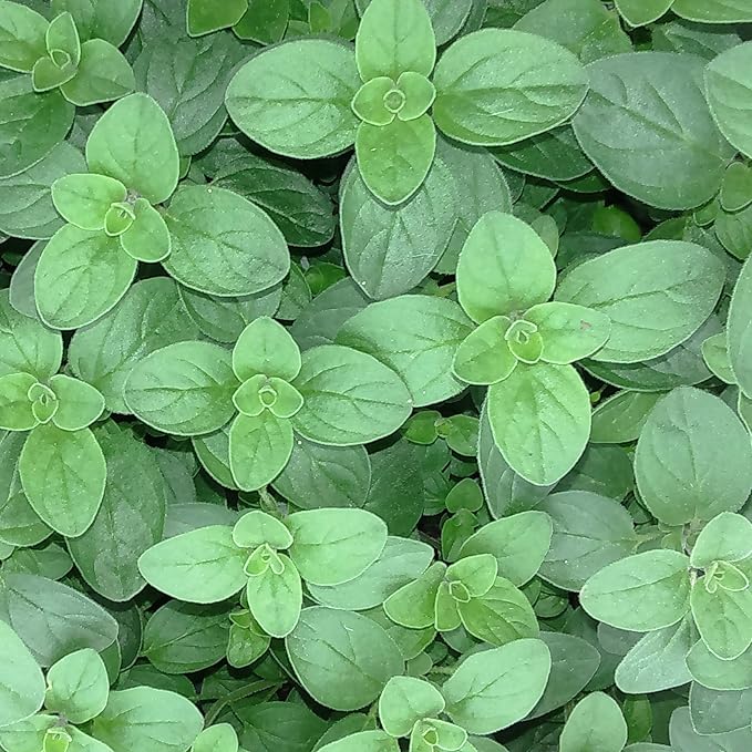 NIKA SEEDS - Seeds Herb Sweet Marjoram Oregano Medicinal - 1000 Seeds