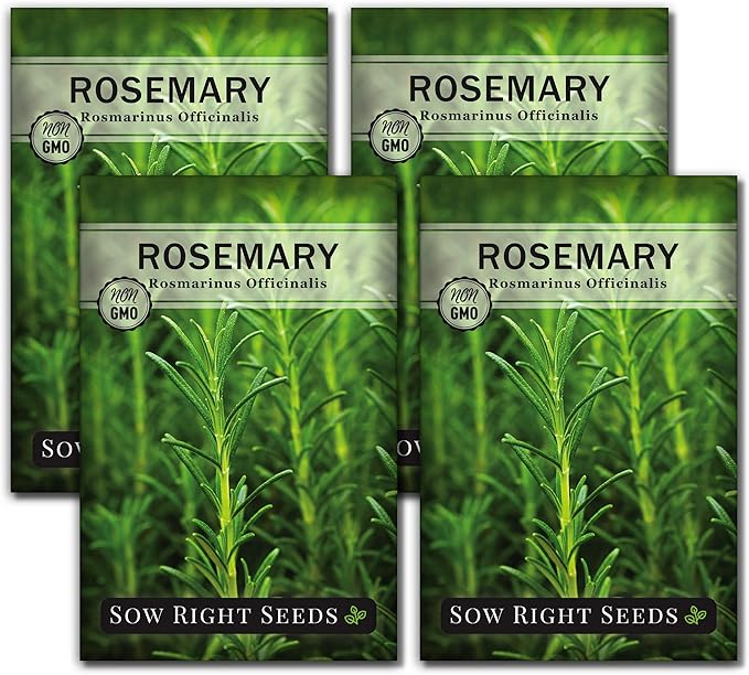 Sow Right Seeds - Rosemary Seed for Planting - Non-GMO Heirloom Packet with Instructions to Plant and Grow a Kitchen Herb Garden - Indoors or Outdoor - Tasty Culinary Herb, Super Fragrant (4)