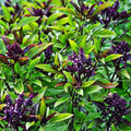 500+ Pcs Large Basil Seed Collection for Planting -Sweet, Opal, Thai, and Giant Leaf Basil - Non-GMO Heirloom Grow Indoors or Outdoor (Thai Basil)
