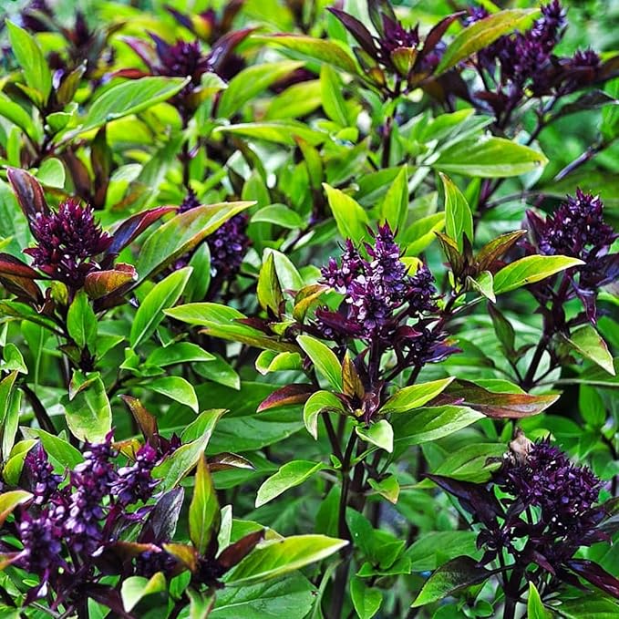 500+ Pcs Large Basil Seed Collection for Planting -Sweet, Opal, Thai, and Giant Leaf Basil - Non-GMO Heirloom Grow Indoors or Outdoor (Thai Basil)