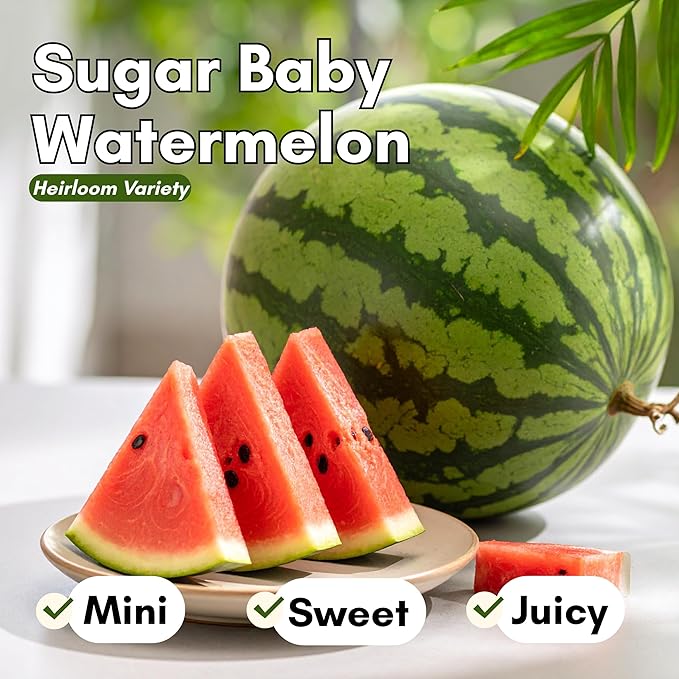 Sugar Baby Watermelon Seeds for Planting - Heirloom, Non-GMO Mini Watermelon Seed Pack, Small Bush Melon Seeds Variety for Home Gardens & Outdoors | Woods Creek Seeds