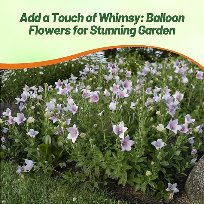 Outsidepride Rose Balloon Flower Seeds for Planting – 2000 Pcs Perennial, Drought-Tolerant, Easy to Grow, Low Maintenance, Pollinator-Friendly, Star-Shaped Blooms for Outdoor Gardens and Borders