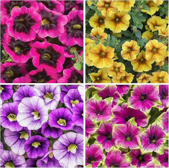 300+ Annual Petunia Superstar Flower Seeds - Petunia Flower Seeds, Flowering Plants for Home Garden Outdoor Planting and Cultivation