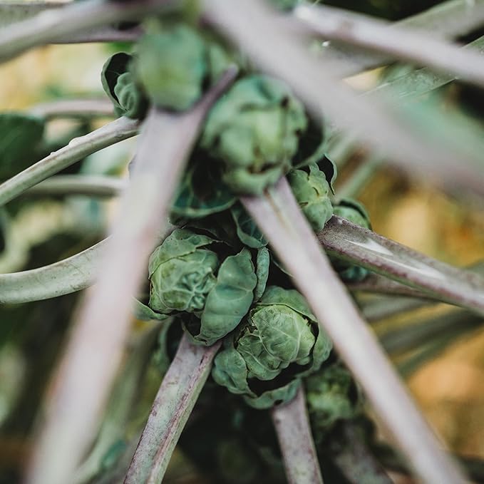 Long Island Improved Brussels Sprouts - 100 Seeds - Heirloom & Open-Pollinated Variety, Non-GMO Vegetable Seeds for Planting Outdoors in The Home Garden, Thresh Seed Company