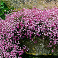Pink Creeping Baby's-Breath 1000+ Seeds for Planting Gypsophila Groundcover Flowers