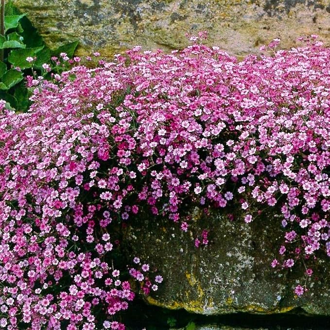 Pink Creeping Baby's-Breath 1000+ Seeds for Planting Gypsophila Groundcover Flowers