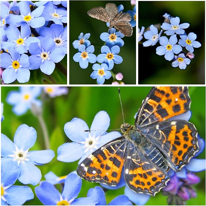 Seed Needs Blue Forget Me Not Seeds for Planting Myosotis Flowers - Heirloom & Open Pollinated Wildflowers to Plant an Outdoor Butterfly Garden to Attract Pollinators (5 Packs)
