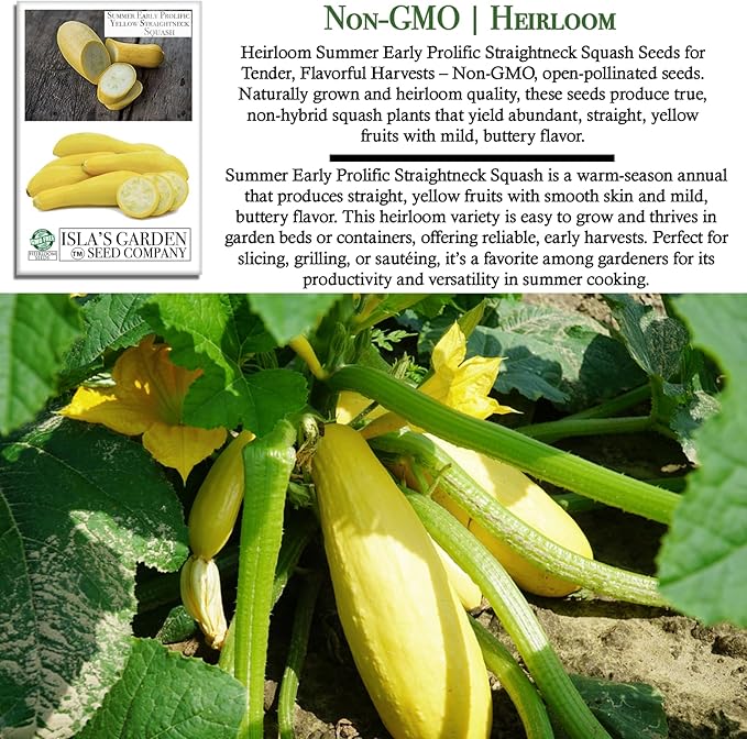 Early Prolific Straightneck Squash Seeds – 50+ Non-GMO & Heirloom Vegetable Seeds, Cucurbita Pepo, Fast Growing Yellow Summer Squash, High Yield for Containers & Gardens, Gift Idea by Isla’s Garden