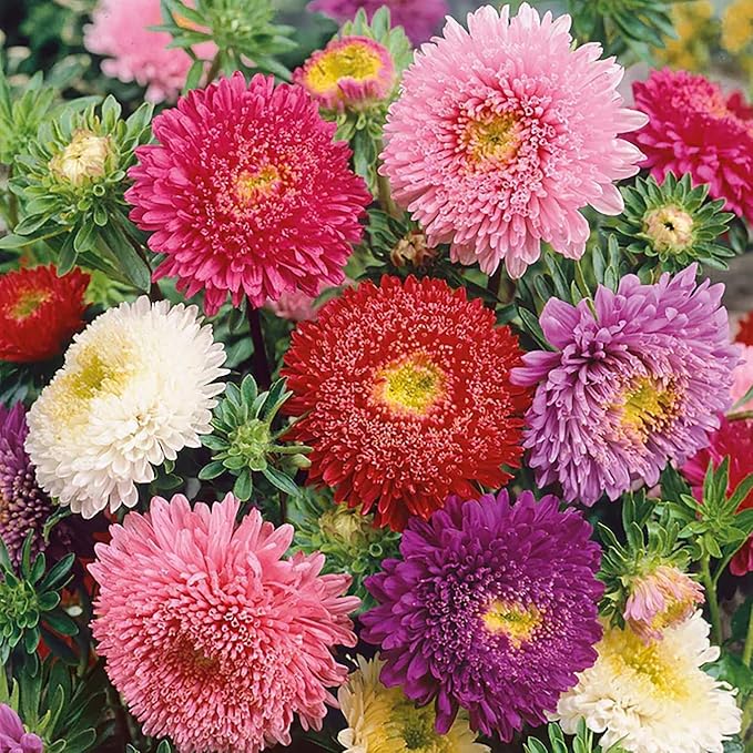 Powderpuff China Aster Mix Seeds - 1000 Seeds