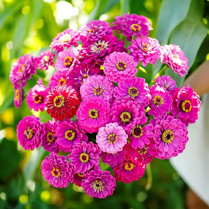 Eden Brothers Zinnia Seeds - Purple Prince, Non-GMO Seeds for Planting, 1/4 lb | Low-Maintenance Flower Seeds, Plant During Spring, Zones 3, 4, 5, 6, 7, 8, 9, 10