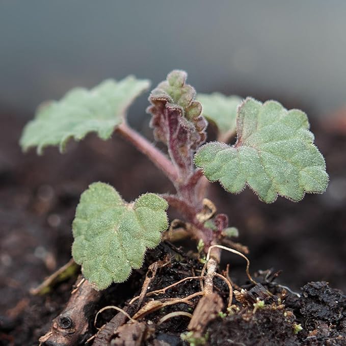 Seed Needs Catmint Seeds for Planting an Indoor/Outdoor Herb Garden - Non-GMO Heirloom & Untreated Herbal Plants - Great for Cats Nepeta mussinii (1 Pack)