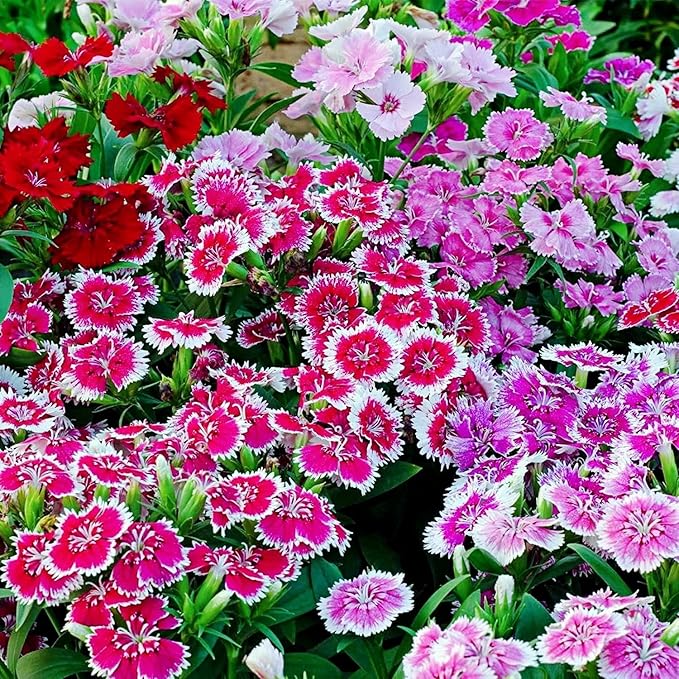 Dianthus Seeds 5000PCS– Fragrant Perennial Flower Seeds for Planting | Hardy Garden Blooms for Borders, Containers & Cut Flowers