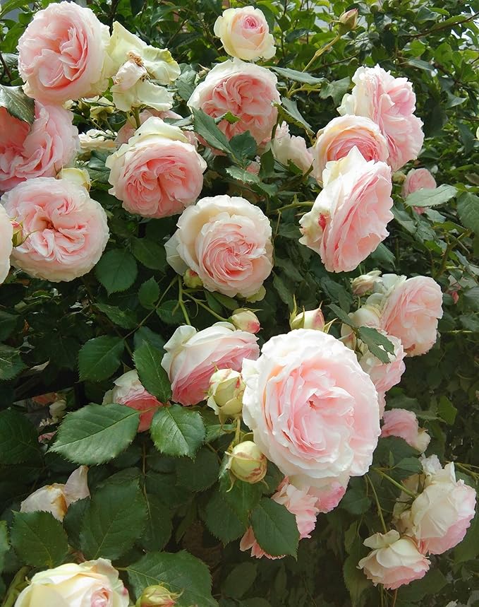 50+ Mixed Rose Flower Seeds Perennial Flowers Plants Garden