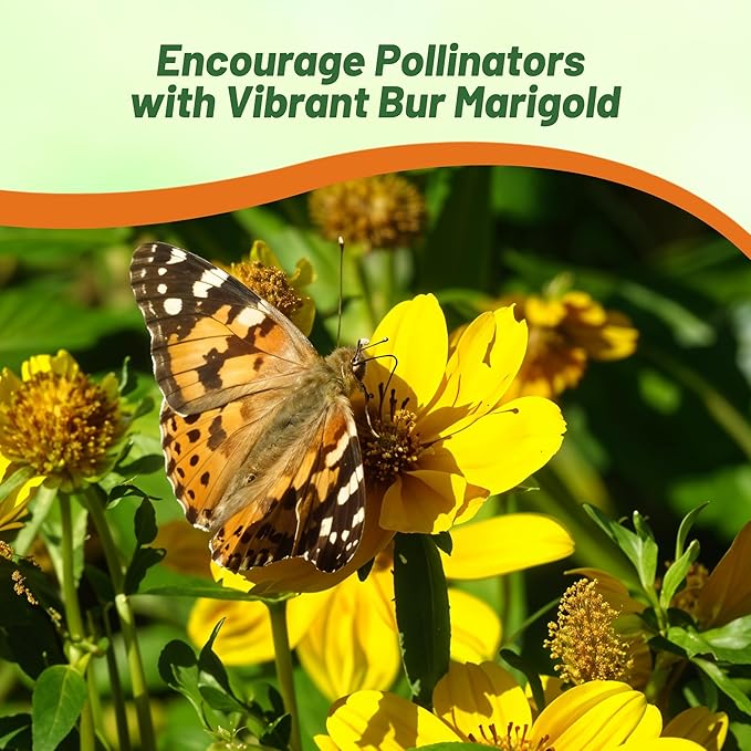 Outsidepride Perennial Bur Marigold Hannay's Lemon Drop Seeds - 2000 Pcs. Heirloom, Self-Sowing, Drought-Tolerant Flower Seeds, Pollinator-Friendly, for Vibrant Blooms, Low-Maintenance Summer Gardens