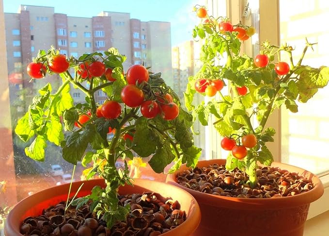 NIKA SEEDS - Seeds Vegetable Indoor Dwarf Tomato Santa Claus - 25 Seeds